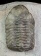 Austerops Trilobite - Jorf, Morocco #68643-1